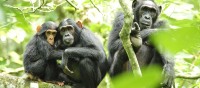 960x422_fill_chimpanzees-in-uganda.jpg